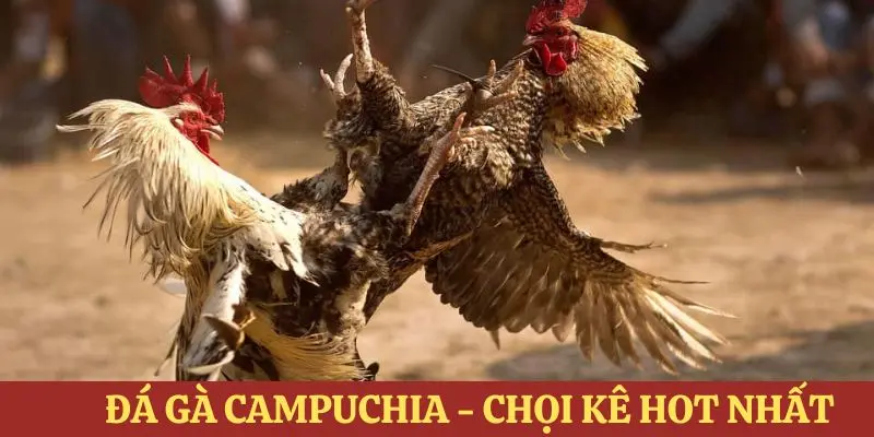 đá gà campuchia 188bet