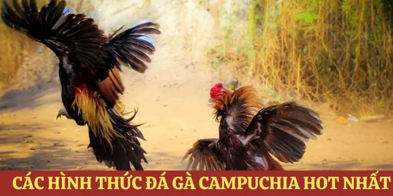 Một số loại hình đá gà độc quyền nhất tại chọi kê campuchia
