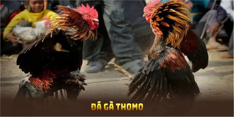 đá gà thomo 188bet