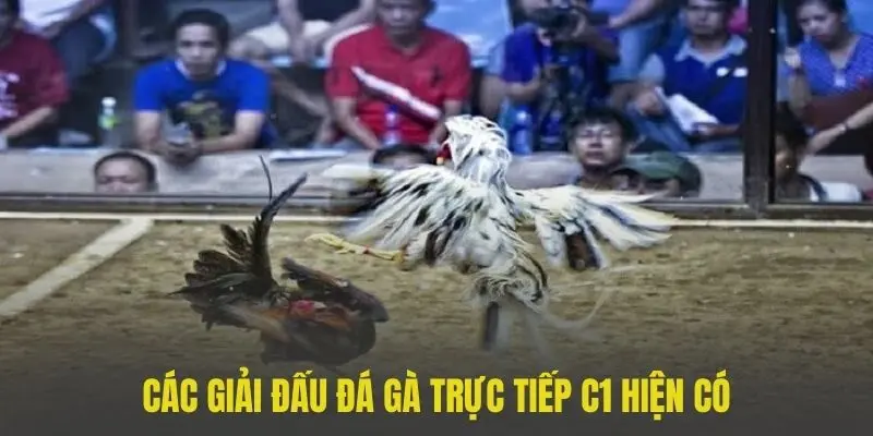 Điểm danh những giải đấu đá gà C1 hấp dẫn cho thành viên