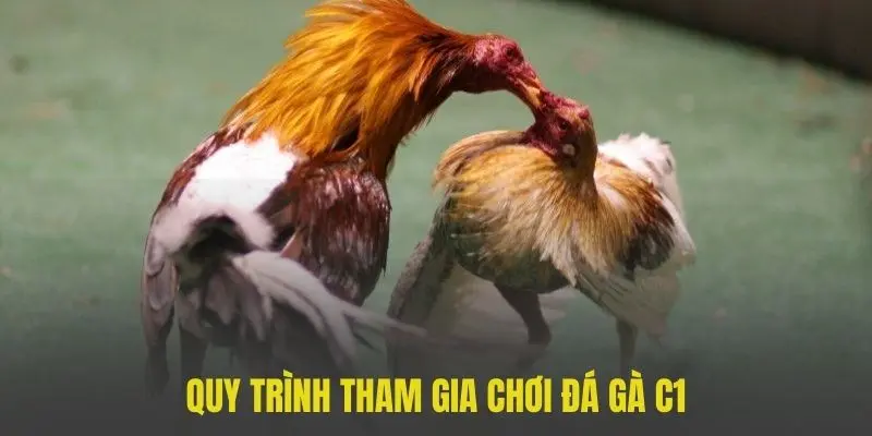 Tìm hiểu cách chơi và tham gia đá gà tại 188bet