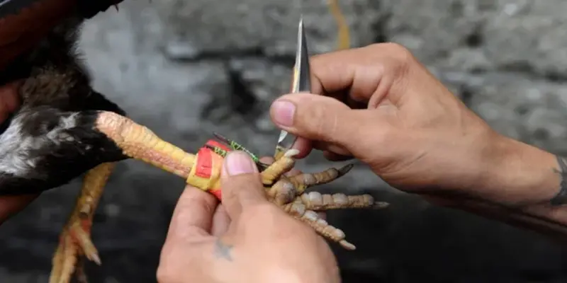 Tìm hiểu đá gà cựa dao