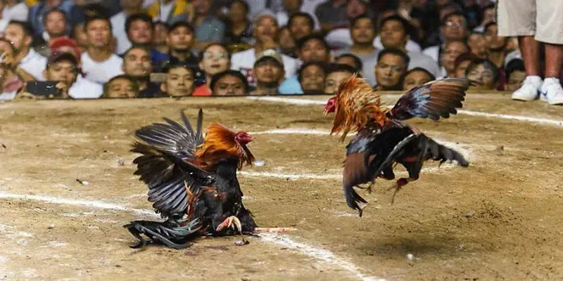 Tìm hiểu sơ lược về trò chơi đá gà C1 cực hấp dẫn